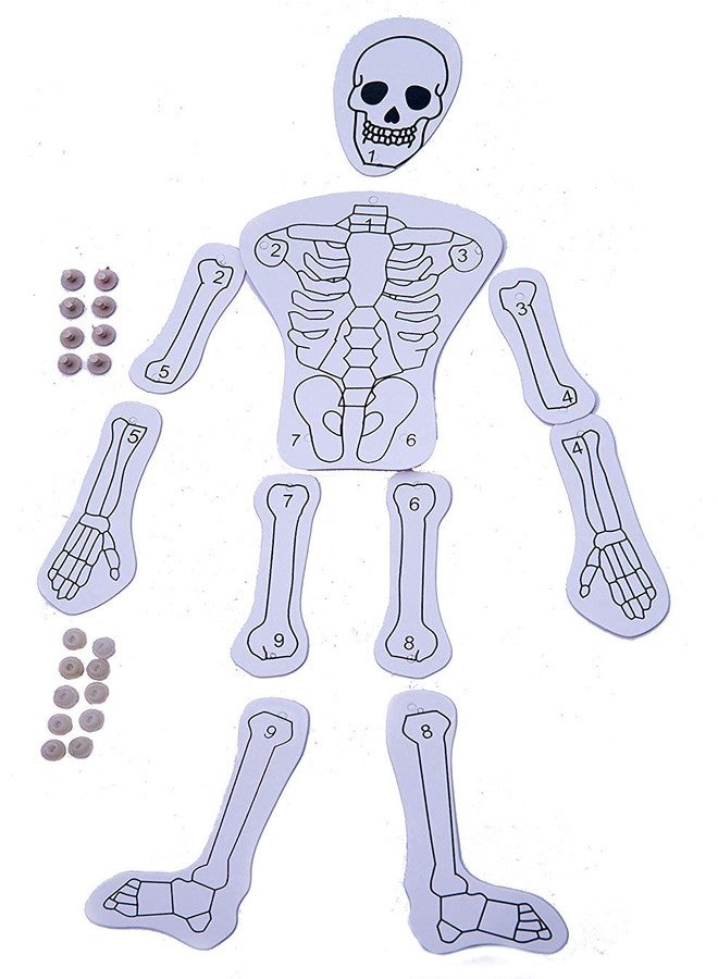 JUNIOR SCIENTIST Human Skeleton Puzzle - Construct A Realistic-Looking Human Skeleton from Head to Toe - STEM Activity Set - Tinkering LAB Model - School LAB Model � Teacher�S Learning Material - TLM Model - Image 3